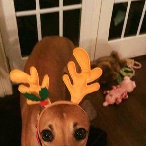 Meet your Posher, Geraldine